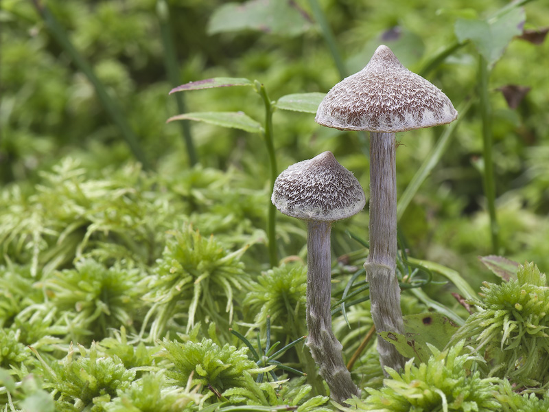 Cortinarius flexipes var. flexipes